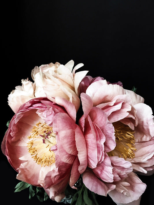 CHERI cover peony 23g (132843378593)